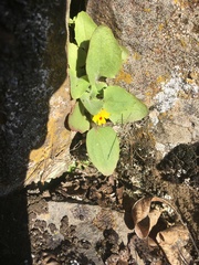 Erythranthe alsinoides