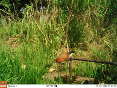 Centropus superciliosus burchellii