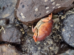 Metacarcinus novaezelandiae