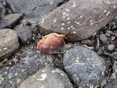 Metacarcinus novaezelandiae