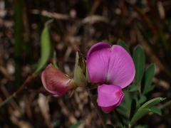 Tephrosia grandiflora