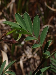 Tephrosia grandiflora