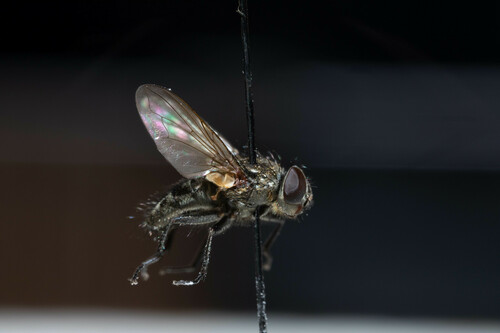 Little Clusterfly