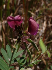 Tephrosia grandiflora