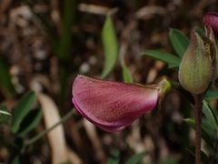 Tephrosia grandiflora