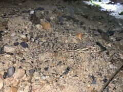 Thecadactylus rapicauda