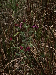 Tephrosia grandiflora