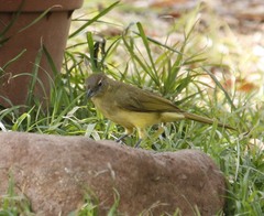 Chlorocichla flaviventris