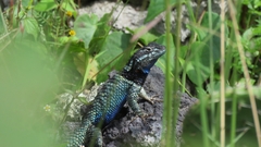 Sceloporus torquatus