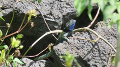 Sceloporus torquatus