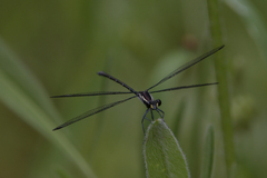 Austroargiolestes icteromelas