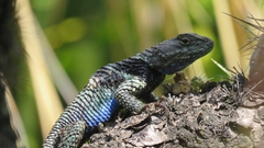 Sceloporus torquatus
