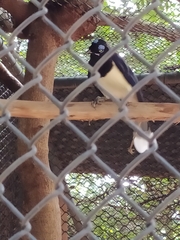 Cyanocorax
