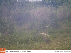 Pternistis natalensis