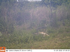 Pternistis natalensis