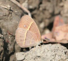 Brakefieldia simonsii