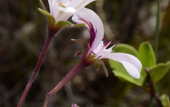 Pelargonium elegans