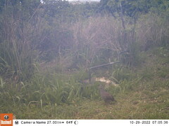 Pternistis natalensis