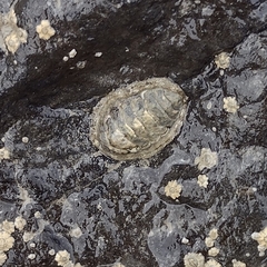 Sypharochiton pelliserpentis