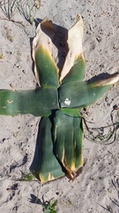 Brunsvigia orientalis