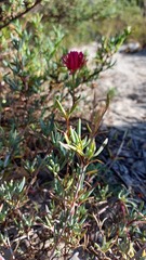 Lampranthus tenuifolius