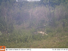 Pternistis natalensis