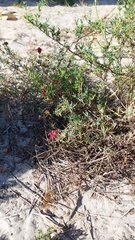 Lampranthus tenuifolius