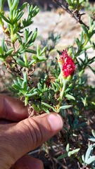 Lampranthus tenuifolius
