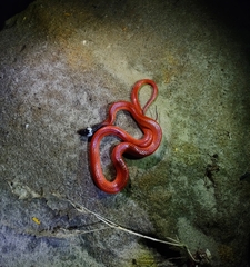 Pseudoboa neuwiedii