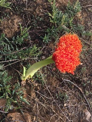Scadoxus puniceus