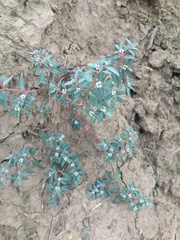 Euphorbia pediculifera