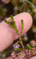 Erica glabella