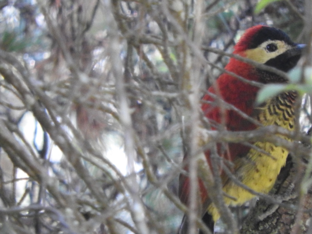 Picidae image