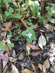 Lobelia trigonocaulis
