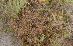 Erica glabella