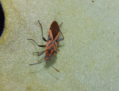 Spilostethus furcula