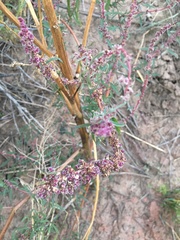 Amaranthus fimbriatus