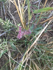 Amaranthus fimbriatus