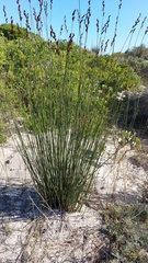 Thamnochortus spicigerus