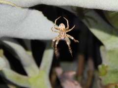 Pararaneus cyrtoscapus