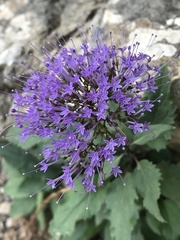 Trachelium caeruleum