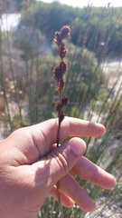 Thamnochortus spicigerus
