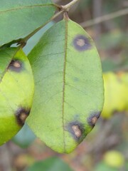 Cercospora adusta