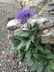 Trachelium caeruleum