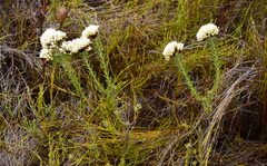 Agathosma bifida