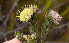 Leucospermum truncatulum