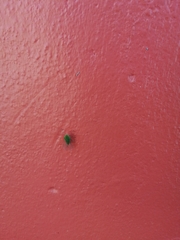 Rhynchomitra microrhina