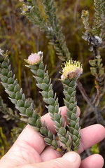 Leucospermum truncatulum