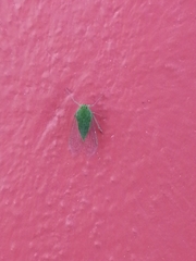 Rhynchomitra microrhina