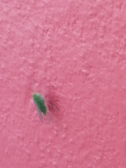 Rhynchomitra microrhina